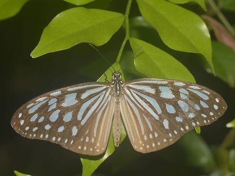 Blue Glassy Tiger Butterfly - Ideopsis similis  Banteay Srei,Butterfly,Cambodia,Ceylon Blue Glassy Tiger,Geotagged,Ideopsis similis,Summer