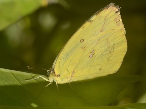 Butterfly - Eurema sp.  Banteay Srei,Butterfly,Cambodia,Eurema,Eurema sp,Geotagged,Summer