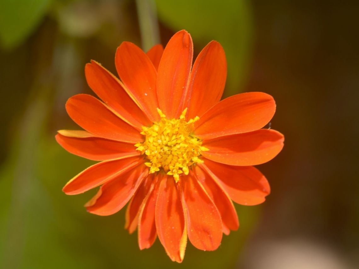 Flowers  Banteay Srei,Cambodia,Flowers,Geotagged,Summer