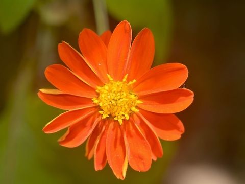Flowers  Banteay Srei,Cambodia,Flowers,Geotagged,Summer
