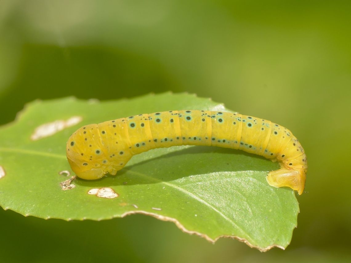 Caterpillar  Banteay Srei,Cambodia,Caterpillar,Geotagged,Summer