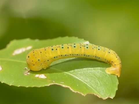 Caterpillar  Banteay Srei,Cambodia,Caterpillar,Geotagged,Summer
