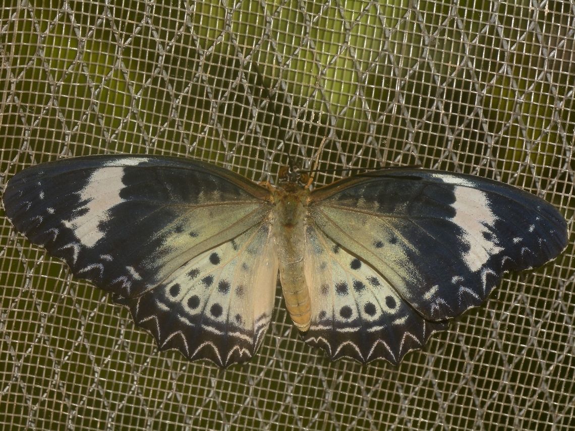 Leopard Lacewing Buttefly - Cethosia cyane  Banteay Srei,Butterfly,Cambodia,Cethosia cyane,Geotagged,Leopard Lacewing,summer