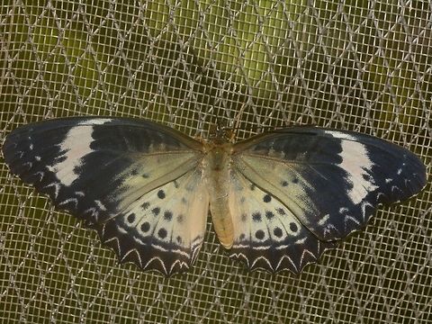 Leopard Lacewing Buttefly - Cethosia cyane  Banteay Srei,Butterfly,Cambodia,Cethosia cyane,Geotagged,Leopard Lacewing,summer