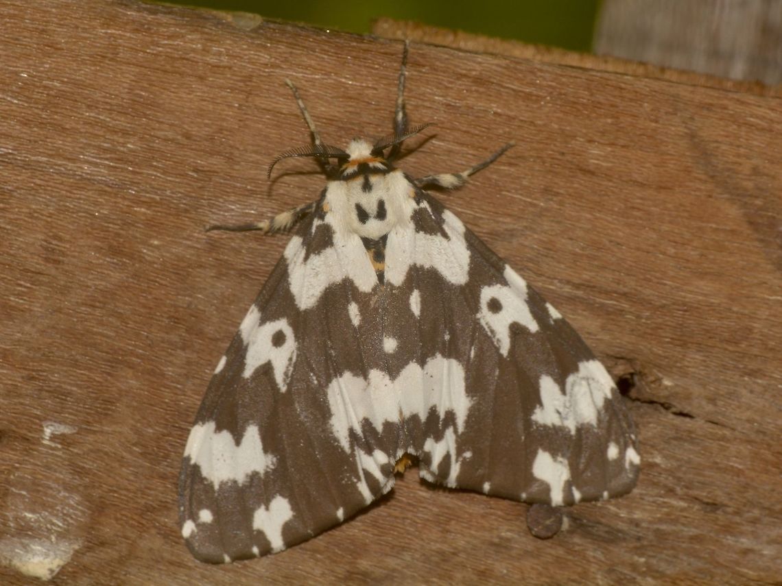 Moth  Banteay Srei,Cambodia,Geotagged,Moth,Summer