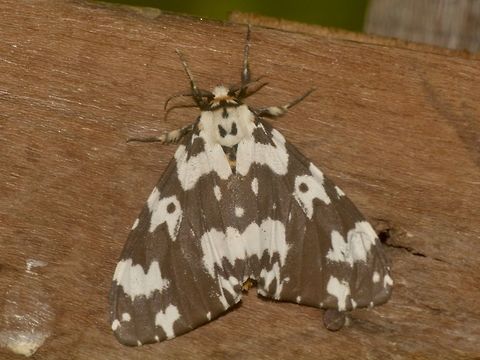 Moth  Banteay Srei,Cambodia,Geotagged,Moth,Summer