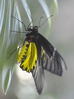Golden Birdwing - Troides aeacus  Banteay Srei,Butterfly,Cambodia,Geotagged,Golden birdwing,Summer,Troides aeacus