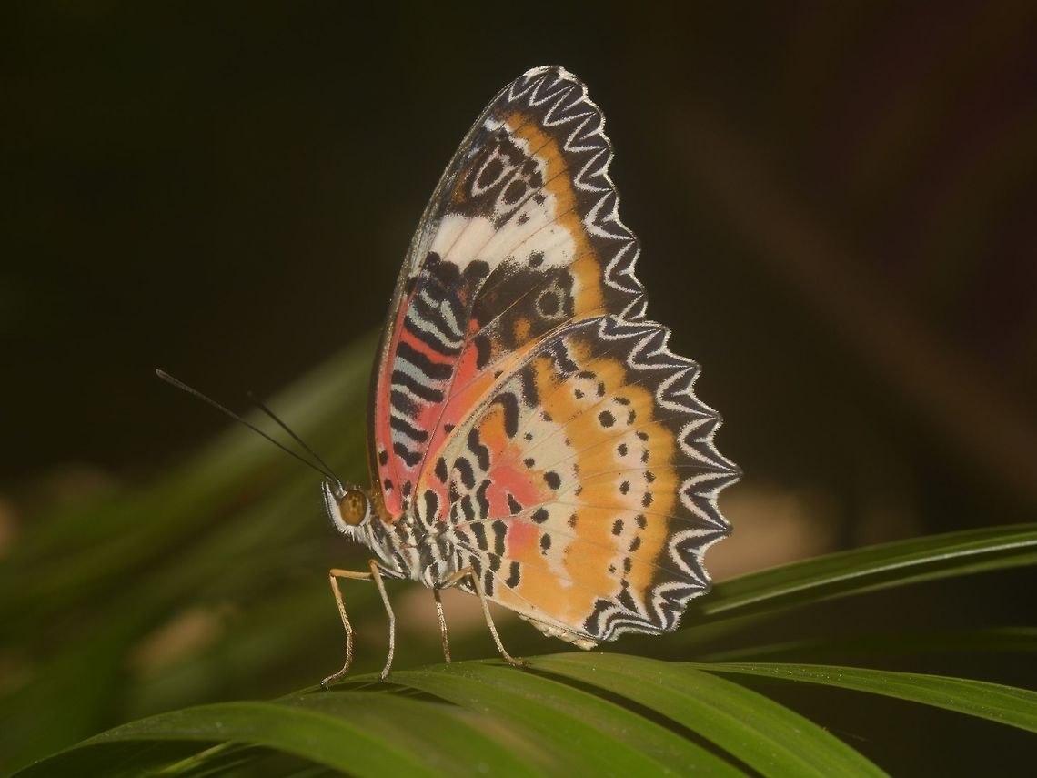 Leopard Lacewing - Cethosia cyane  Banteay Srei,Butterfly,Cambodia,Cethosia cyane,Geotagged,Leopard Lacewing,Summer