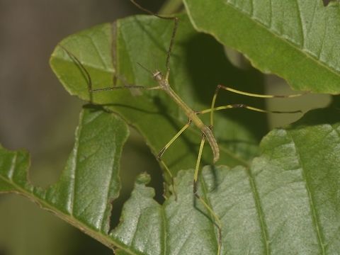 Baby Stick Nymph of Phasmid from the species - Phobaeticus magnus Banteay Srei,Cambodia,Geotagged,Phasmid,Phobaeticus magnus,Stick Insect,Summer
