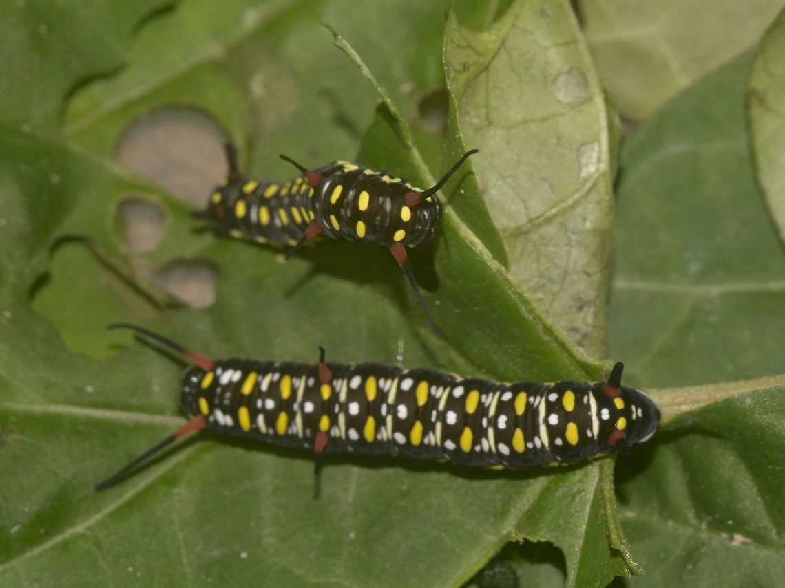Caterpillars  Banteay Srei,Cambodia,Caterpillars,Common tiger,Danaus genutia,Geotagged,Summer