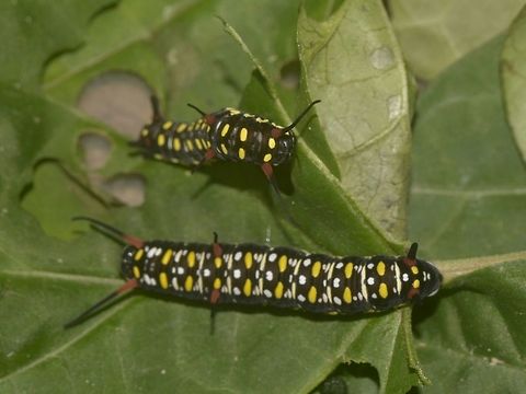Caterpillars  Banteay Srei,Cambodia,Caterpillars,Common tiger,Danaus genutia,Geotagged,Summer