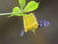 Yellow Moth - Dysphania sagana  Banteay Srei,Cambodia,Dysphania sagana,Geotagged,Moth,Summer,Yellow moth
