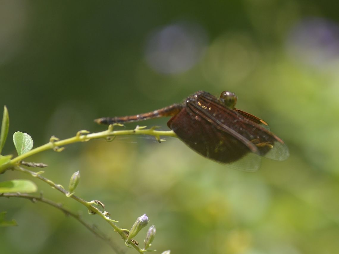 Dragonfly - Neurothemis fluctuans Common Parasol - Neurothemis fluctuans Banteay Srei,Cambodia,Dragonfly,Geotagged,Neurothemis,Neurothemis fluctuans,Neurothemis sp,Red Grasshawk,Summer
