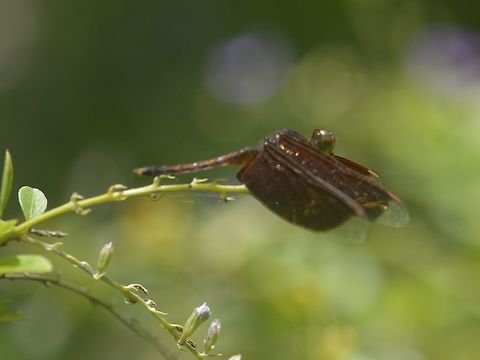 Dragonfly - Neurothemis fluctuans Common Parasol - Neurothemis fluctuans Banteay Srei,Cambodia,Dragonfly,Geotagged,Neurothemis,Neurothemis fluctuans,Neurothemis sp,Red Grasshawk,Summer