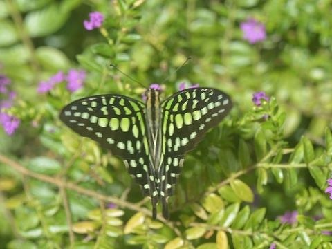 Green Jay Butterfly - Graphium agamemnon  Banteay Srei,Butterfly,Cambodia,Geotagged,Graphium agamemnon,Green Jay,Summer,Tailed Jay