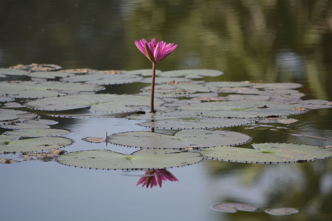 Water Lily - Nymphaea rubra  Angkor Wat,Cambodia,Flowers,Geotagged,Nymphaea rubra,Summer,Water Lily