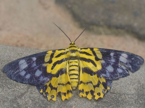 Geometer Moth - Dysphania militaris  Cambodia,Dysphania militaris,Geometer moth,Geotagged,Summer