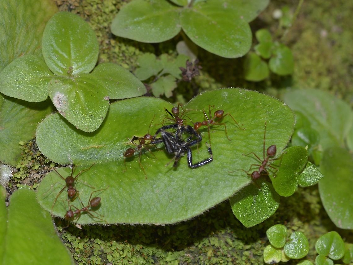 Ants taking Spider lunch home  Angkor Wat,Ants,Cambodia,Geotagged,Summer