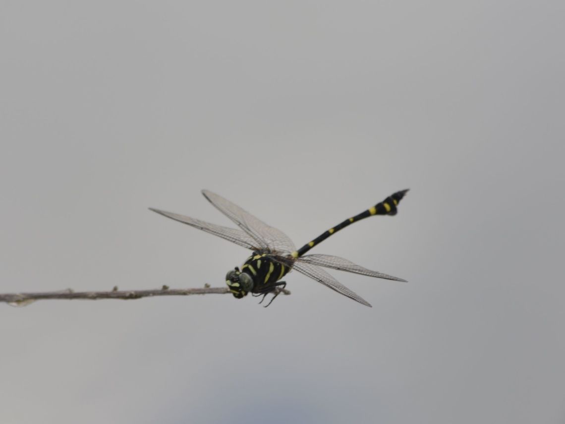 Common Clubtail Dragonfly - Ictinogomphus decoratus  Angkor Wat,Cambodia,Common Clubtail,Dragonfly,Geotagged,Ictinogomphus decoratus,Summer
