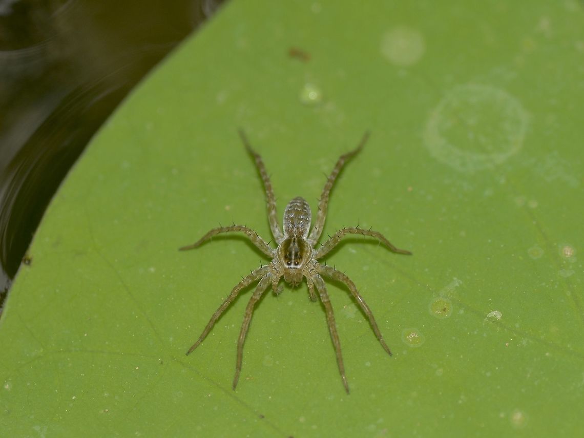 Spider  Angkor Wat,Cambodia,Geotagged,Spider,Summer