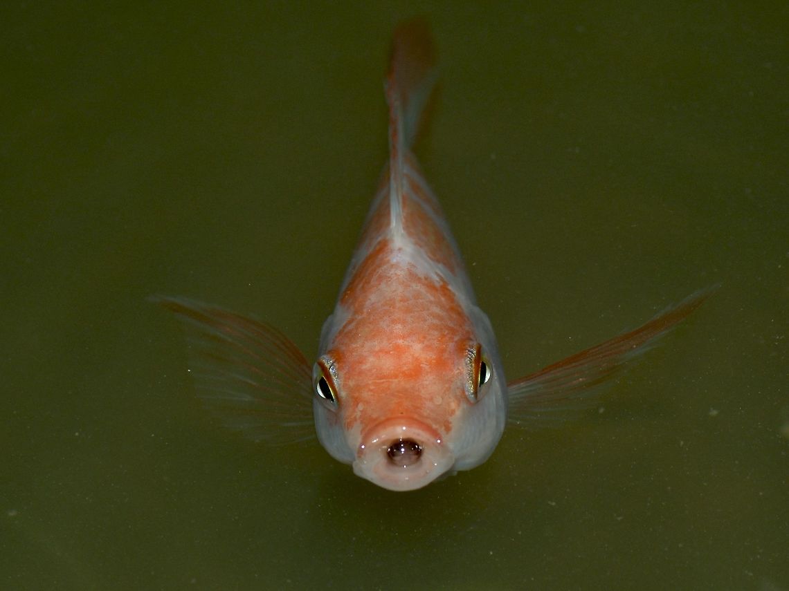 Koi Koi or Japanese Carp - Cyprinus rubrofuscus Angkor Wat,Cambodia,Cyprinus rubrofuscus,Fish,Geotagged,Japanese Carp,Koi,Summer,rubrofuscus