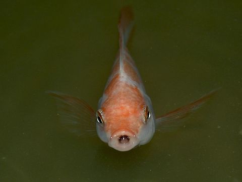 Koi Koi or Japanese Carp - Cyprinus rubrofuscus Angkor Wat,Cambodia,Cyprinus rubrofuscus,Fish,Geotagged,Japanese Carp,Koi,Summer,rubrofuscus