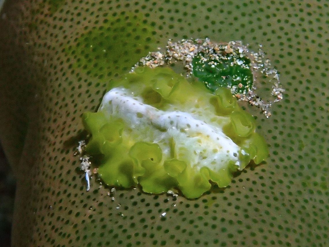 Flatworm - Cycloporus sp A fairly common Flatworm, Cycloporus sp but yet to be described.<br />
They are often seen on Green Barrel Sea Squirt - Didemnum molle :<br />
<br />
<figure class="photo"><a href="https://www.jungledragon.com/image/53001/green_barrel_sea_squirt_-_didemnum_molle.html" title="Green Barrel Sea Squirt - Didemnum molle"><img src="https://s3.amazonaws.com/media.jungledragon.com/images/2994/53001_thumb.jpg?AWSAccessKeyId=05GMT0V3GWVNE7GGM1R2&Expires=1769040010&Signature=tk5k8iNVyFkkBtZ6OXt%2FmT9DLxs%3D" width="200" height="150" alt="Green Barrel Sea Squirt - Didemnum molle The Green Barrel Sea Squirt - Didemnum molle is fairly common Colonial Tunicate in Philippines, varying in size from from 1 cm to 15 cm in size. Anilao,Batangas,Didemnum molle,Geotagged,Green Barrel Sea Squirt,Philippines,Sea Squirt,Summer,Tall urn ascidian,Tunicate" /></a></figure> Anilao,Batangas,Cycloporus,Cycloporus sp,Flatworm,Geotagged,Philippines,Summer