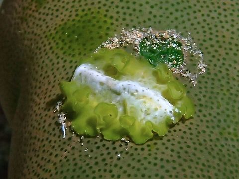 Flatworm - Cycloporus sp A fairly common Flatworm, Cycloporus sp but yet to be described.
They are often seen on Green Barrel Sea Squirt - Didemnum molle :

https://www.jungledragon.com/image/53001/green_barrel_sea_squirt_-_didemnum_molle.html Anilao,Batangas,Cycloporus,Cycloporus sp,Flatworm,Geotagged,Philippines,Summer