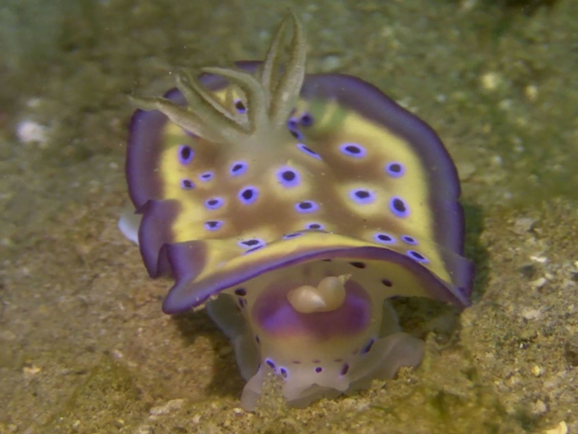 Nature's freak This Goniobranchus kuniei Nudibranch is a freak, with its Rhinopores under its mantle instead of on top. Anilao,Batangas,Geotagged,Goniobranchus kuniei,Nudibranch,Philippines,Summer