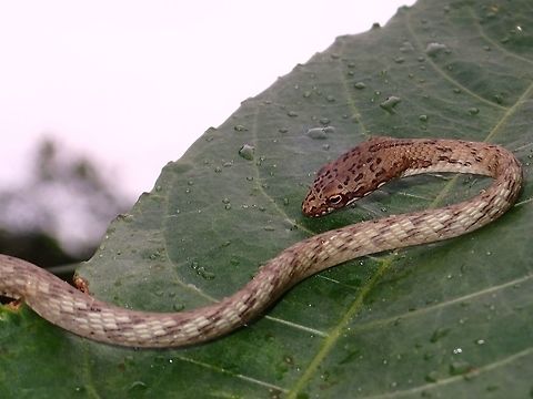 Sipping Water Saw this juvenile Philippine Whipsnake - Dryophiops philippina during a hot day when it suddenly started to rain.
It was along a busy road and when I passed it, I thought it was just a twig, small and slender (half a meter length, body thickness less than 1 cm), looking like a twig or small branch.  I had to do a double take and was pleasantly surprised that it was a Snake!

Then I realised it was actually drinking the fresh water that was gathering on the leaf.

A video of it sipping water can be seen here :

https://www.facebook.com/askkang/videos/vb.793127490/10155608712107491/?type=3&theater;
 Batangas,Dryophiops philippina,Geotagged,Keel-bellied whipsnake,Philippines,Snake,Summer,Talisay,Whipsnake