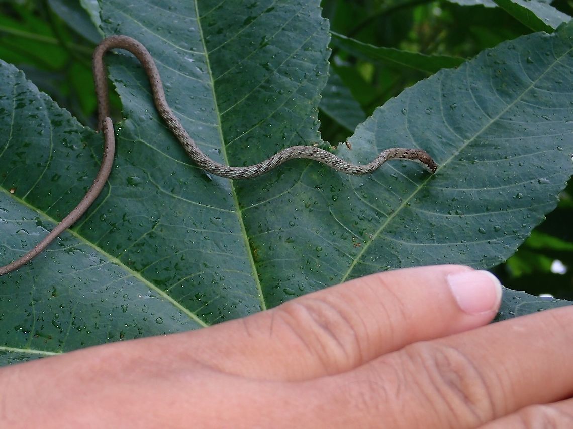 Philippine Whipsnake - Dryophiops philippina My left hand placed on the leaf next to the juvenile Philippine Whipsnake - Dryophiops philippina for size reference.<br />
It was sipping rain water collected on the leaf.<br />
<br />
A video of it sipping water can be seen here :<br />
<br />
<a href="https://www.facebook.com/askkang/videos/vb.793127490/10155608712107491/?type=3&amp;theater" rel="nofollow">https://www.facebook.com/askkang/videos/vb.793127490/10155608712107491/?type=3&amp;theater</a>; Batangas,Dryophiops philippina,Geotagged,Keel-bellied whipsnake,Philippines,Snake,Summer,Talisay,Whipsnake