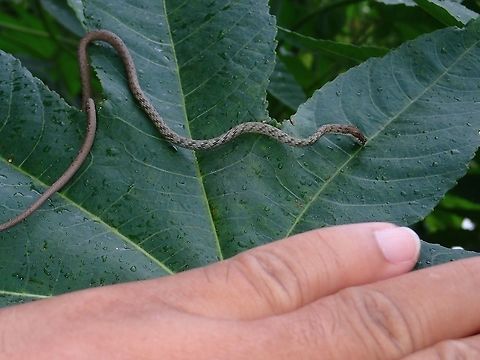 Philippine Whipsnake - Dryophiops philippina My left hand placed on the leaf next to the juvenile Philippine Whipsnake - Dryophiops philippina for size reference.
It was sipping rain water collected on the leaf.

A video of it sipping water can be seen here :

https://www.facebook.com/askkang/videos/vb.793127490/10155608712107491/?type=3&theater; Batangas,Dryophiops philippina,Geotagged,Keel-bellied whipsnake,Philippines,Snake,Summer,Talisay,Whipsnake