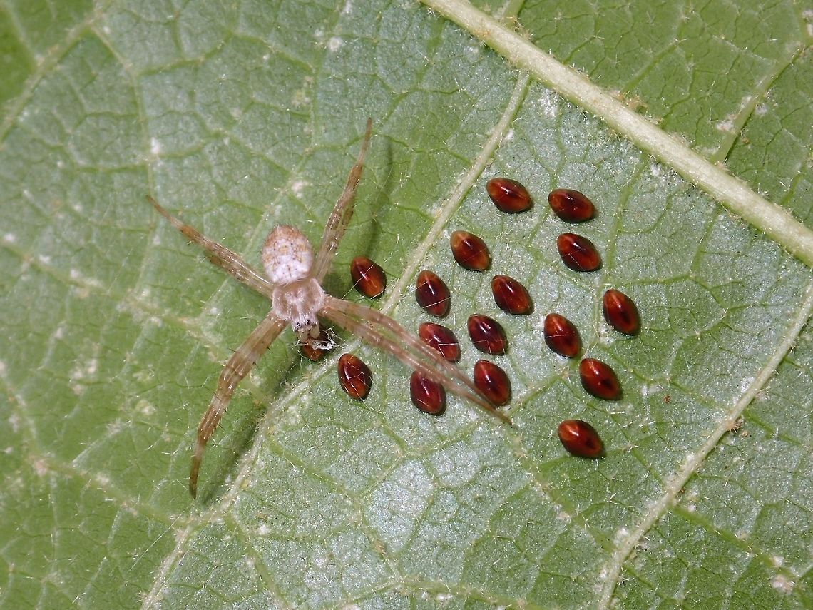 Spider preparing for future meals? Small sized Spider, around 1 cm, it has built some webbings over eggs of other insects, probably anticipating them as possible meals when they eventually hatched. Arachnida,Araneae,Batangas,Coreidae,Geotagged,Heteroptera,Philippines,Spider,Summer,Tingloy,eggs,ovae