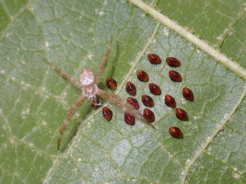 Spider preparing for future meals? Small sized Spider, around 1 cm, it has built some webbings over eggs of other insects, probably anticipating them as possible meals when they eventually hatched. Arachnida,Araneae,Batangas,Coreidae,Geotagged,Heteroptera,Philippines,Spider,Summer,Tingloy,eggs,ovae