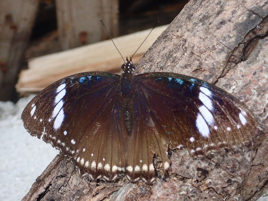 P7180578  Geotagged,Great Eggfly,Hypolimnas bolina,Philippines,Summer