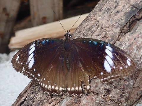 P7180578  Geotagged,Great Eggfly,Hypolimnas bolina,Philippines,Summer