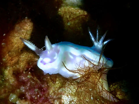 Nudibranch - Ceratosoma sp Another tiny Nudibranch, around 4-5 mm, still undescribed from the genus Ceratosoma.
It was previously thought to be under the genus of Noumea. Anilao,Batangas,Ceratosoma,Ceratosoma sp,Geotagged,Nudibranch,Philippines,Summer