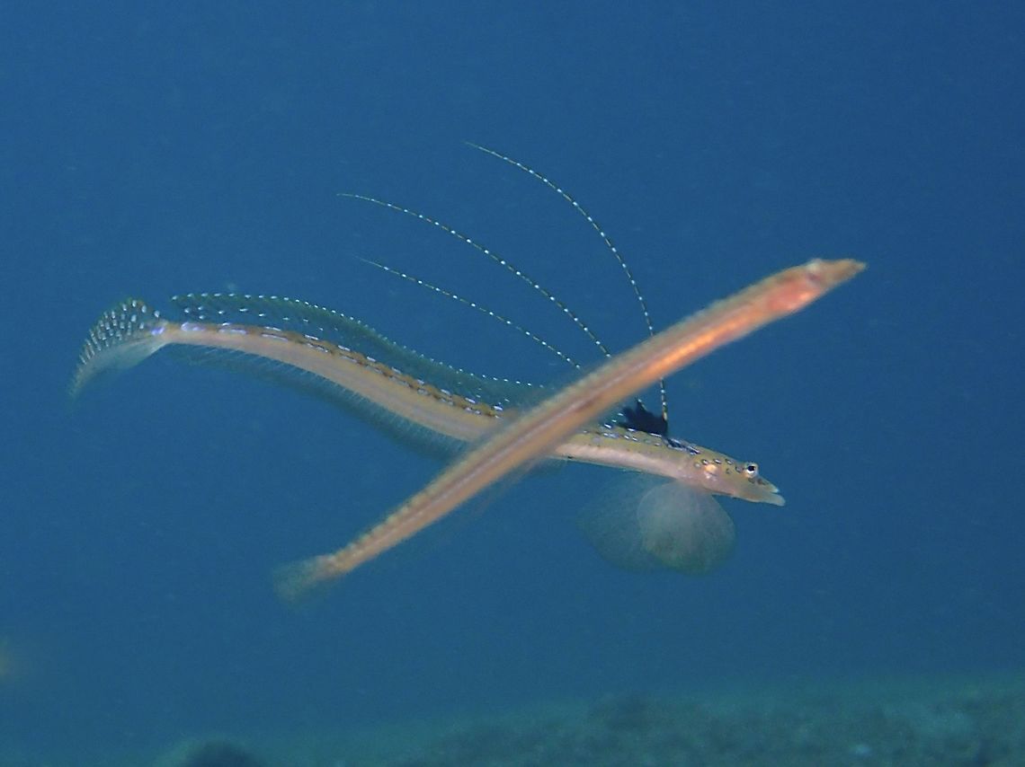 Flashing the girl The Male Sand Diver - Trichonotus setiger flashes his dorsal fins to attracts the females. Anilao,Batangas,Fish,Geotagged,Philippines,Sand Diver,Spotted sand-diver,Summer,Trichonotus setiger
