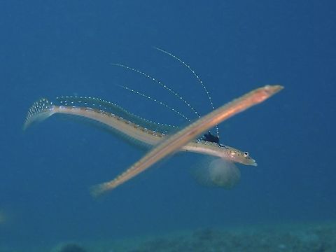 Flashing the girl The Male Sand Diver - Trichonotus setiger flashes his dorsal fins to attracts the females. Anilao,Batangas,Fish,Geotagged,Philippines,Sand Diver,Spotted sand-diver,Summer,Trichonotus setiger
