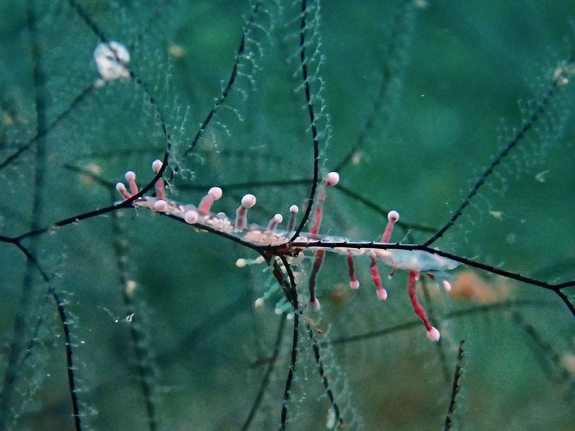 Nudibranch - Eubranchus sp Small Nudibranch, around 1 cm in lenght, but very thin/slender like a needle with translucent body.<br />
Tips of cerata is rounded and stalks of cerata is pinkish in colour.<br />
Still a yet to be described species of Nudibranch from the genus Eubranchus. Anilao,Batangas,Eubranchus,Eubranchus sp,Geotagged,Nudibranch,Philippines,Summer