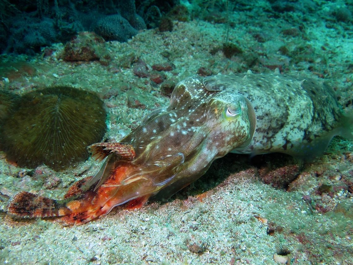 Gotcha! A Pharaoh Cuttlefish - Sepia pharaonis with a fresh catch of Scorpionfish.<br />
Scorpionfishes are known to have venomous spines but in this case, they are of no match to the Cuttlefish.  I believe the Cuttlefish is also venomous, when they snatched their preys, they would also inject their venom to immobilise it, allowing them to slowly eat them without getting harmed, either by the venom of the Scorpionfish or in other instances, the sharp claws and shells of crustaceans. Cebu,Cuttlefish,Geotagged,Malapascua,Pharaoh cuttlefish,Philippines,Sepia pharaonis,Summer