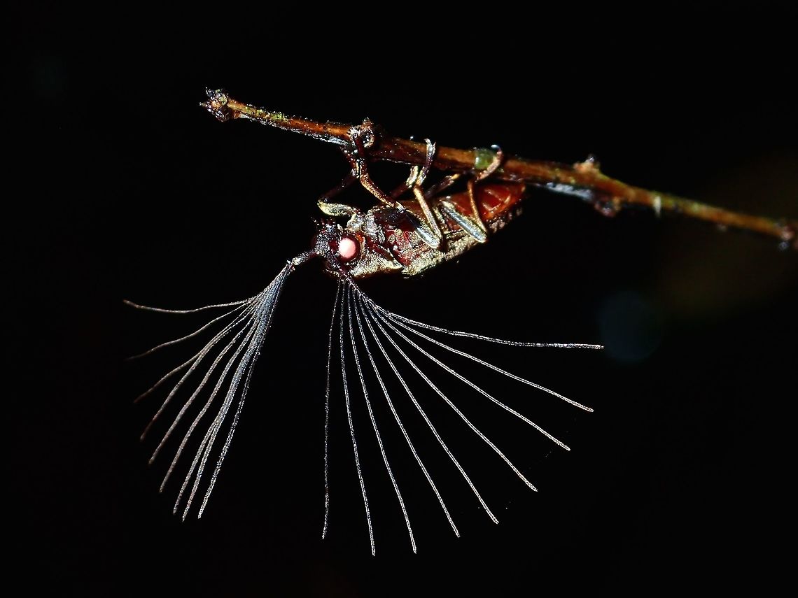 Full Antennae! This male Cedar Beetle - Callirrhipis marmorea has quite an elaborate antennae which it opens/flares out to scent females.<br />
<br />
This was the second time for me to see this Callirrhipis marmorea Beetle and still amazed with it as the first time :D Beetle,Callirrhipis marmorea,Cedar Beetle,Geotagged,Philippines,Quezon,Summer