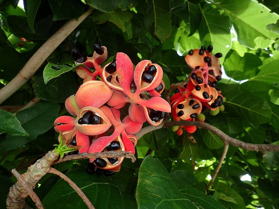 Ackee Tree/Fruit - Blighia sapida Red Coloured Fruit, opens up with black seeds. Ackee Tree,Ackee apple,Batangas,Blighia sapida,Geotagged,Philippines,Summer,Tingloy