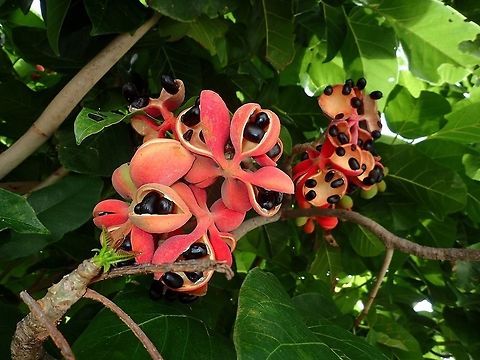 Ackee Tree/Fruit - Blighia sapida Red Coloured Fruit, opens up with black seeds. Ackee Tree,Ackee apple,Batangas,Blighia sapida,Geotagged,Philippines,Summer,Tingloy