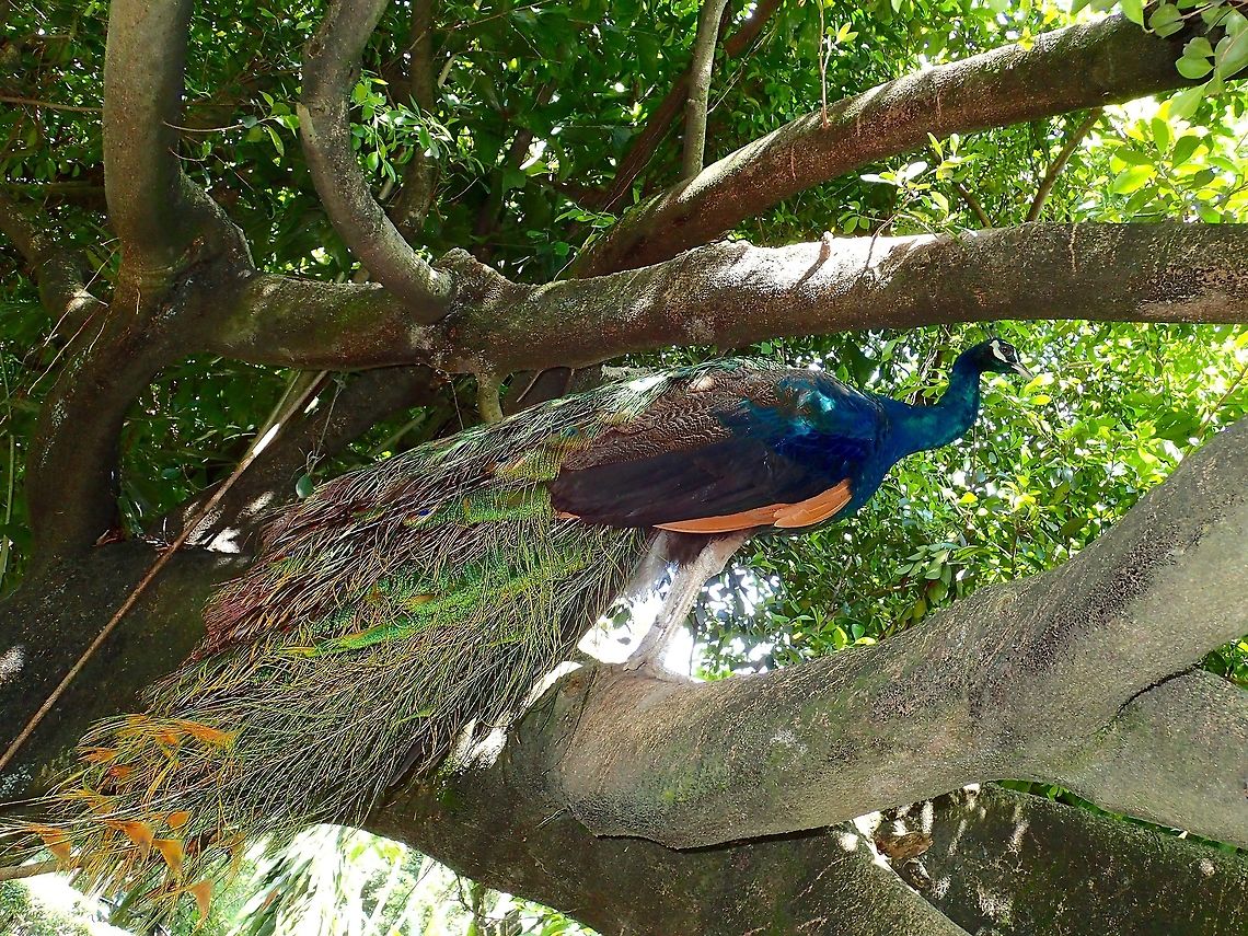Green Peafowl - Pavo muticus Green Peafowl - Pavo muticus, seen at KL Bird Park, many of them in the Park and all roaming free with a lot of chicks too. Geotagged,Green Peafowl,Kuala Lumpur,Malaysia,Pavo muticus,Summer
