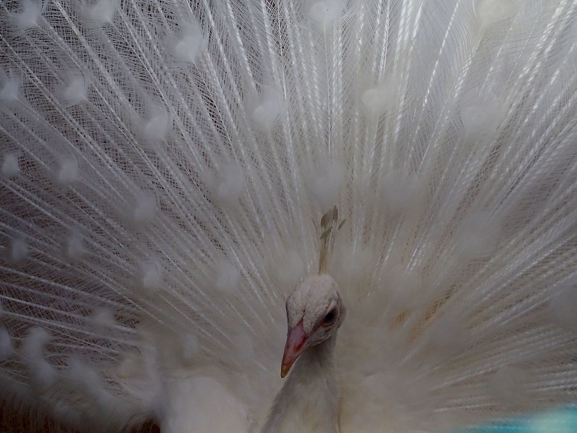 Albino Green Peafowl - Pavo muticus Saw this Albino Green Peafowl at KL Bird Park, there was a pair of them and the Male was showing off his elaborate feathers/tail to the female, which was also an albino.<br />
<br />
All regular Green Peafowl was able to roam free in the Park but this pair of Albino were kept in cages. Geotagged,Green Peafowl,Kuala Lumpur,Malaysia,Pavo muticus,Summer