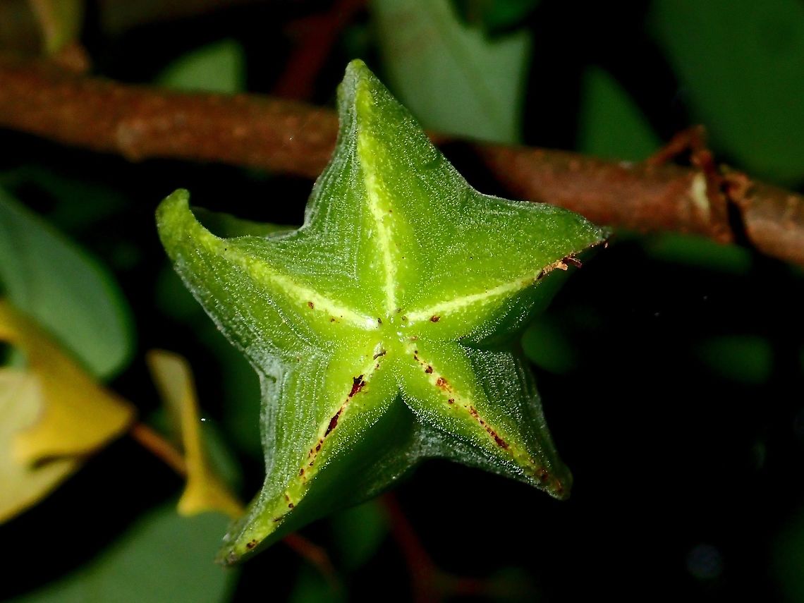 Starfruit - Averrhoa carambola The Starfruit - Averrhoa carambola is odd shaped, usually with 5 segments, making them look like a 5-pointed Star from the bottom.  Sometimes, instead of 5, they can also be 2 or 4 segmented, but this is not common. Averrhoa carambola,Carambola,Geotagged,Malaysia,Penang,Starfruit,Summer