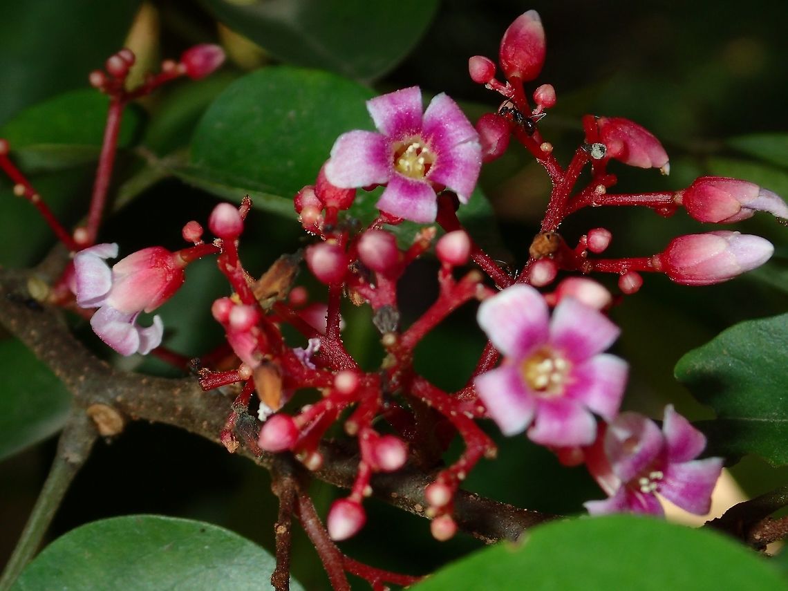 Flowers of Starfruit - Averrhoa carambola The flowers of Starfruit - Averrhoa carambola are very small in size, less than 1 cm in size. Averrhoa carambola,Carambola,Flower,Geotagged,Kuala Lumpur,Malaysia,Starfruit,Summer