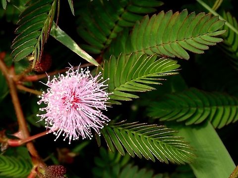Shy Plant - Mimosa pudica Flower and Leafs of Shy Plant - Mimosa pudica, the leafs will fold if touch, hence its name.  Also known as Touch Me Not Plant. Geotagged,Malaysia,Mimosa pudica,Penang,Shy Plant,Summer,Tanjung Bungah,mimosa pudica