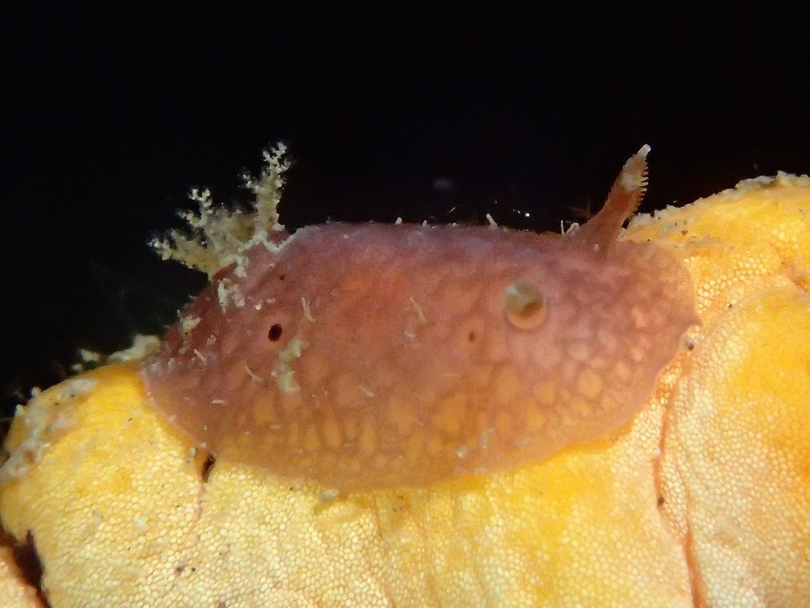 Nudibranch - Thordisa albomacula This Thordisa albomacula Nudibranch is small in size, around 1 cm, a juvenile.  The colouration is a bit pinkish and translucent. Anilao,Batangas,Geotagged,Nudibranch,Philippines,Summer,Thordisa albomacula
